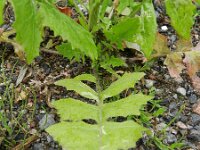 Aʼzolarning suratlarini koʻrsatish